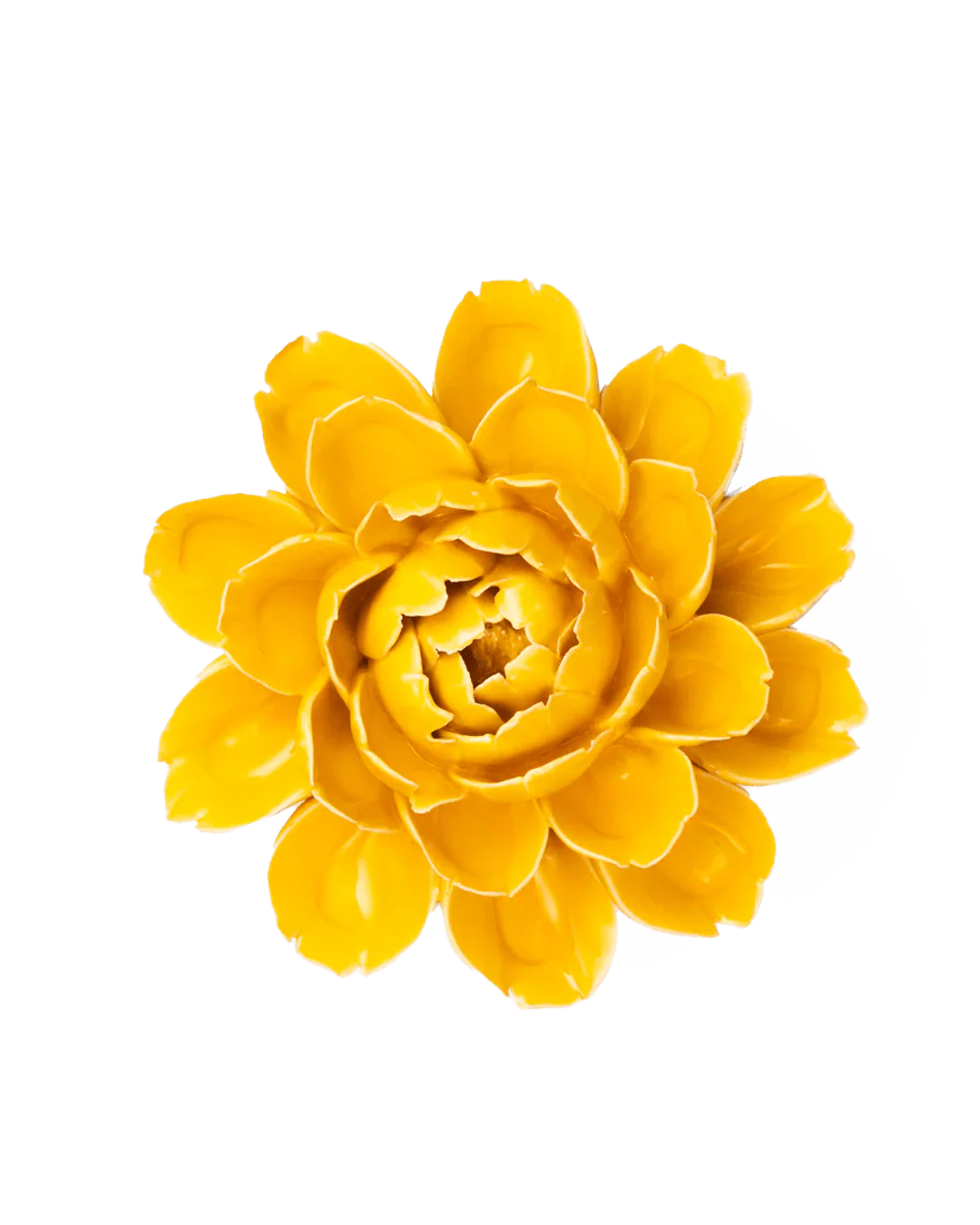 Burnt Yellow Empire Cabbage Flower #FR14