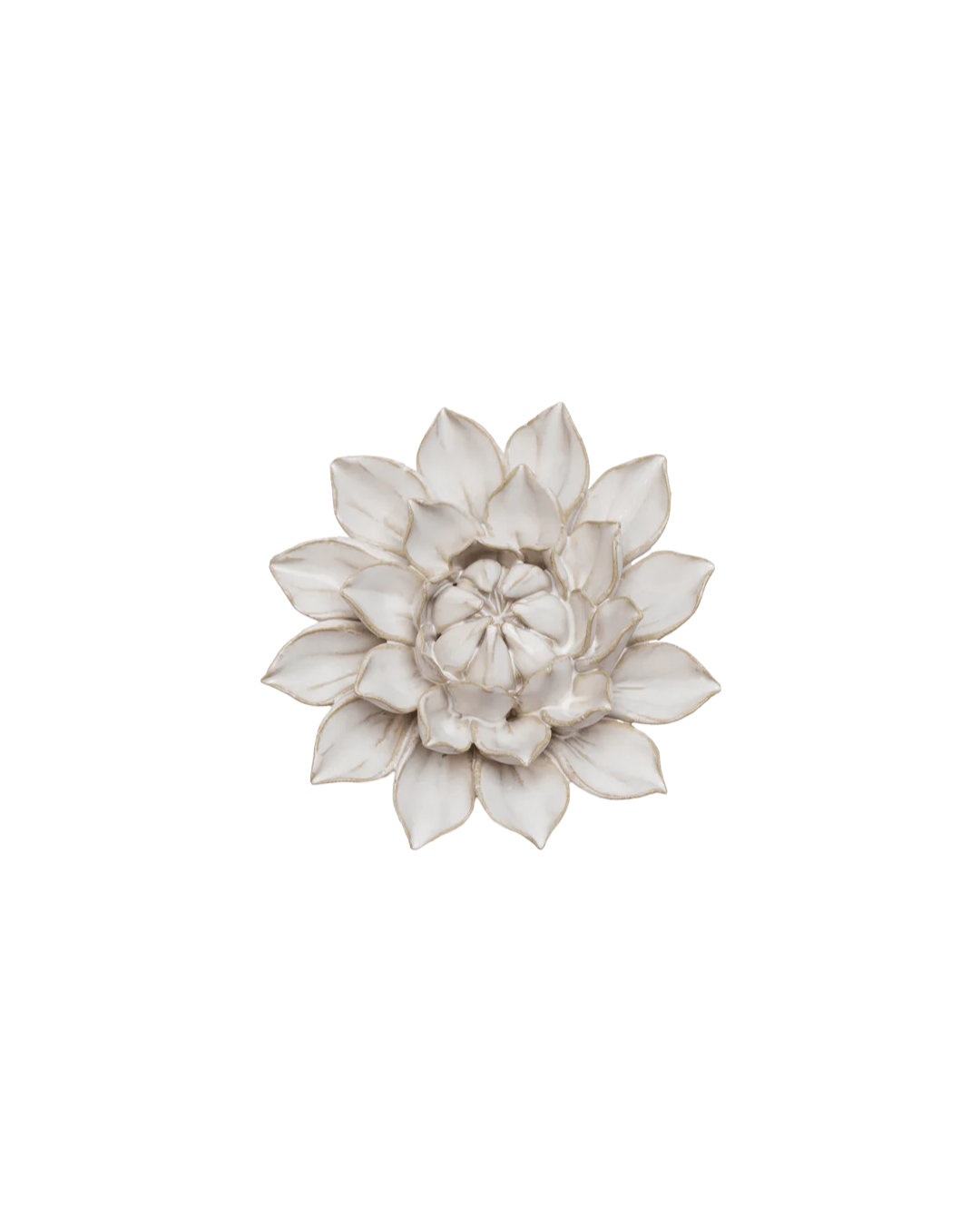 Ivory Monch Aster #CO01