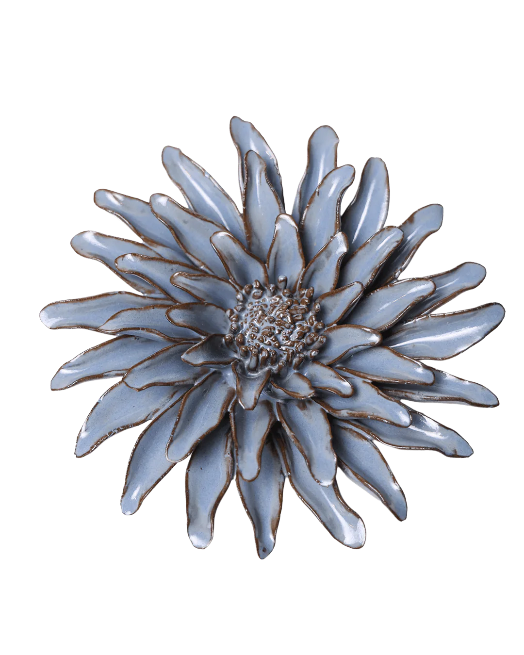 Blue Grey Gerbera Daisy #JA14