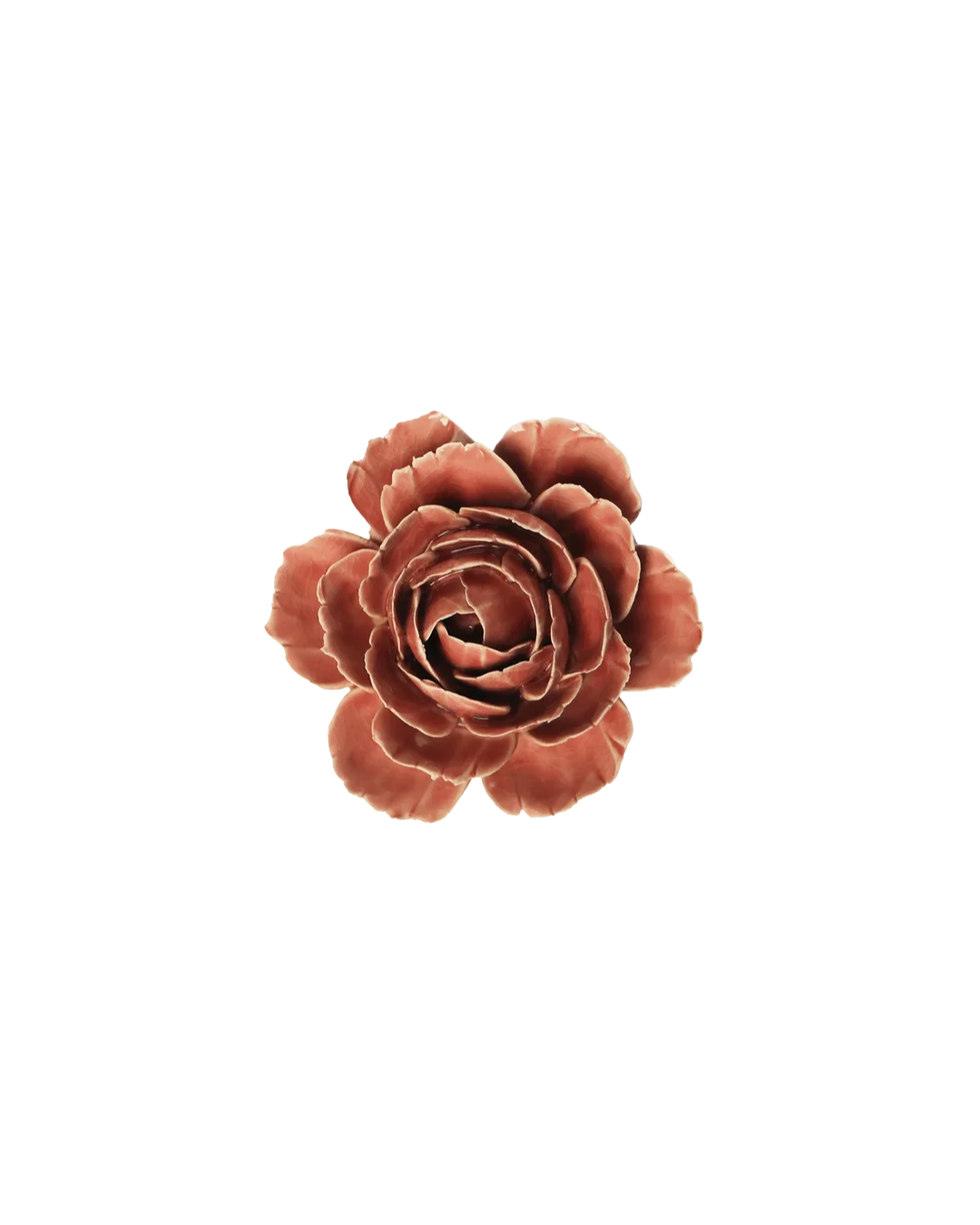 Champagne Pink English Rose #FR39
