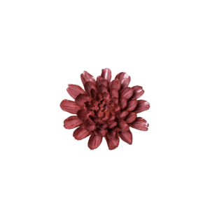 Blush Pink Star Dahlia #JA17