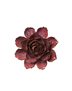 Dewberry Camellia #FR24
