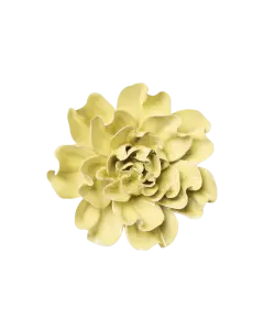Lime Yellow Larkspur #EG26