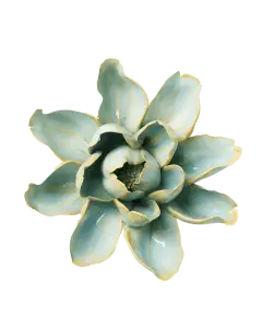 Robin's Egg Blue Aurora Water Lily #EG24
