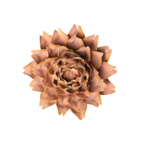 Roze koningsprotea #FR17