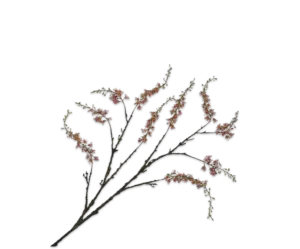 Wisteria - Oranje (Klein)