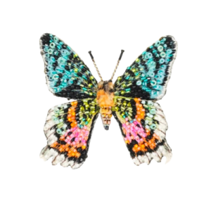 Madagascar Sunset Moth