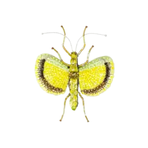 Yellow Umbrella Insect