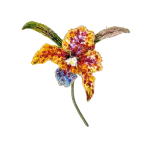 Queen Of Orchids