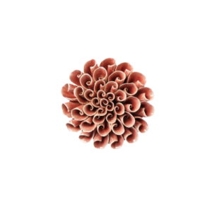 Champagne Pink Scroll Coral #CF01