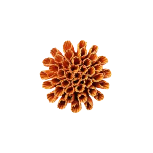 Orange Candy Cane Coral #CF10