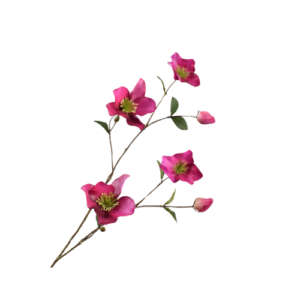 Helleborus - Roze