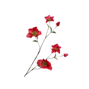 Helleborus Beauty - Rood