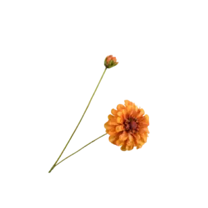 Zinnia - Geel