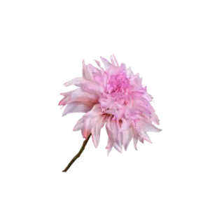 Dahlia Steel - Roze