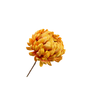 Chrysant Steel - Geel