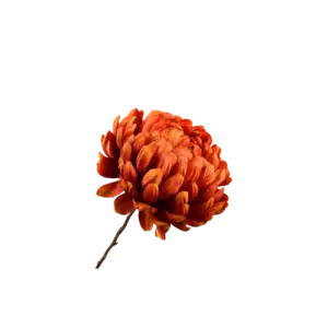 Chrysant Steel - Oranje