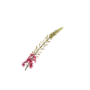Eremurus Steel - Roze