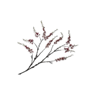 Wisteria - Bordeaux (Groot)