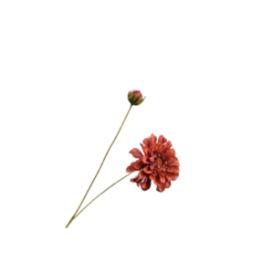 Zinnia - Bruin