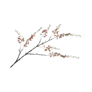 Wisteria - Groen/Roze (Klein)