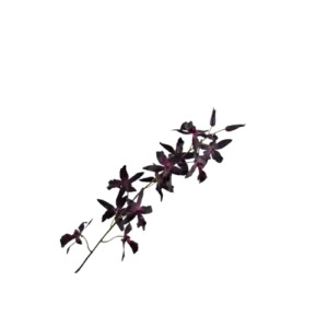 Oncidium Steel - Paars