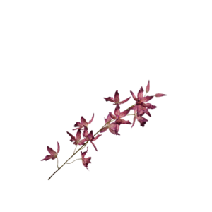Oncidium Steel - Roze