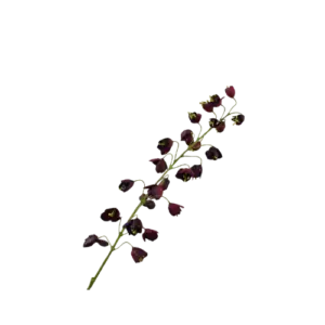 Fritillaria Steel - Bordeaux