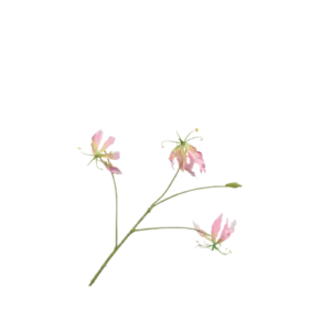 Gloriosatak - Roze