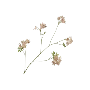 Geranium - Cream/Bruin