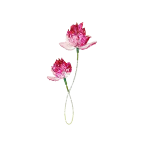 Blooming Lotus