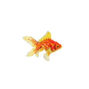 Fantail Goldfish