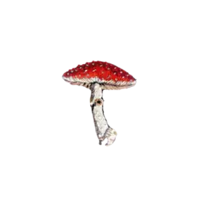 Fly Amanita Mushroom