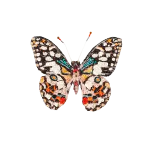 Lime Swallowtail Butterfly