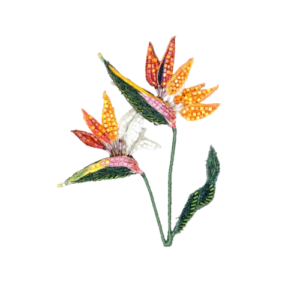 Bird of Paradise Flower
