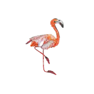Caribbean Flamingo