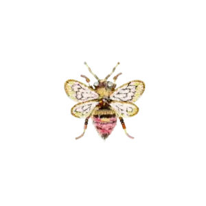 Bombus Bee